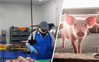 Меры предосторожности против африканской чумы свиней
