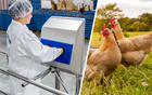 Гигиенические мероприятия по снижению риска развития птичьего гриппа